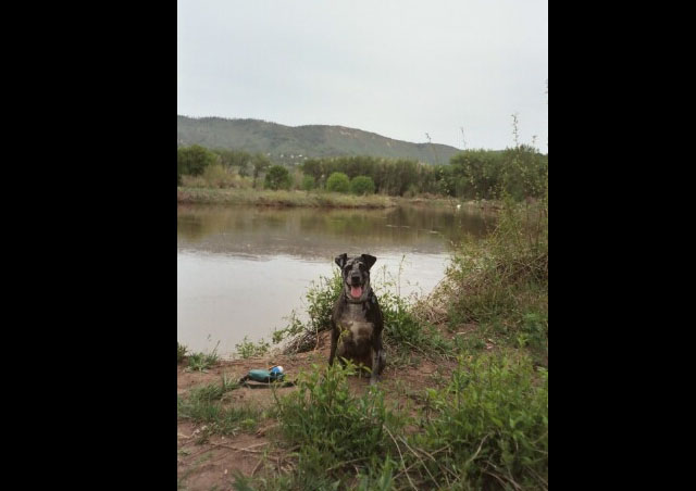 My Dog Nautique on a camping trip next to the Animus River in Durango Colorado.